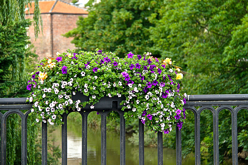 IMG_7290 - MALTON IN BLOOM 2017