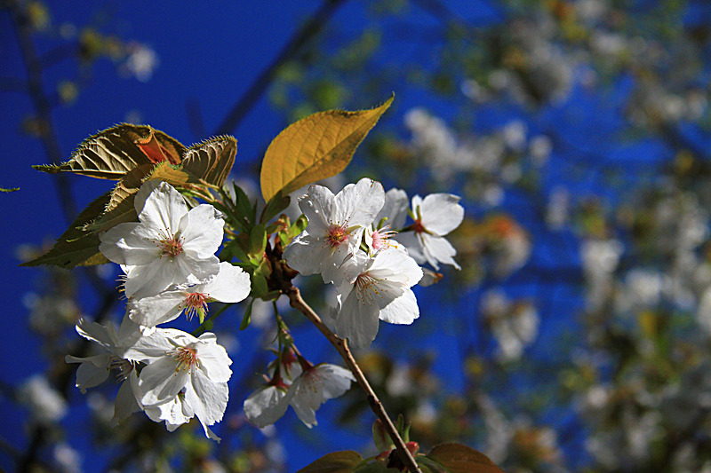 APRIL 2015 -4 - FOUR SEASONS MUSEUM GARDENS