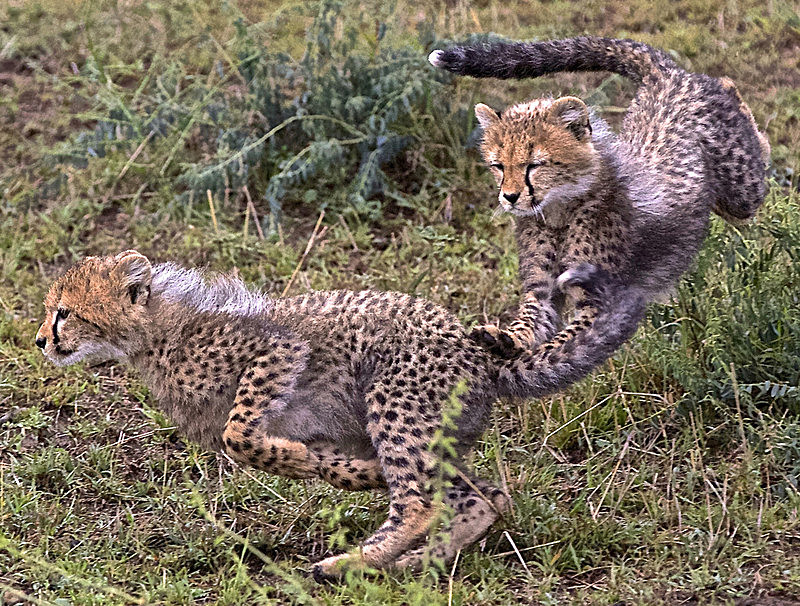  - MASAI MARA, KENYA  OCT 2014