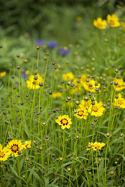 IMGL5549 - MUSEUM GARDENS
