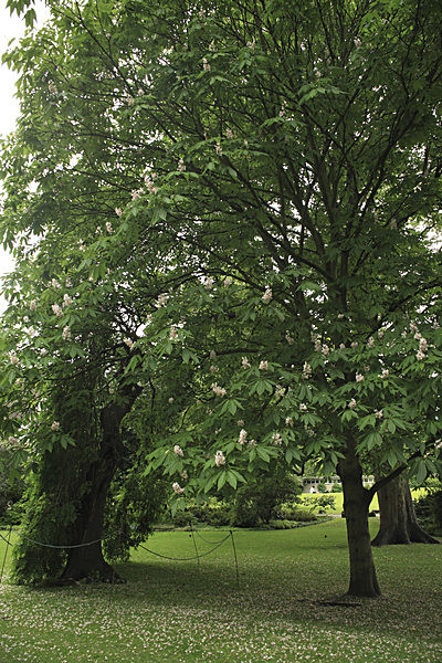 IMG_7554_2 - MUSEUM GARDENS