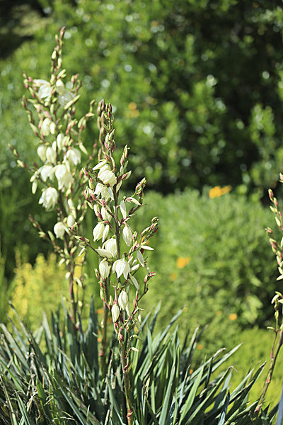 IMGL6043_2 - MUSEUM GARDENS