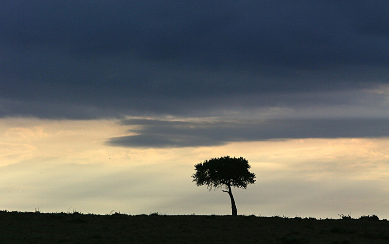  - MASAI MARA, KENYA  OCT 2014