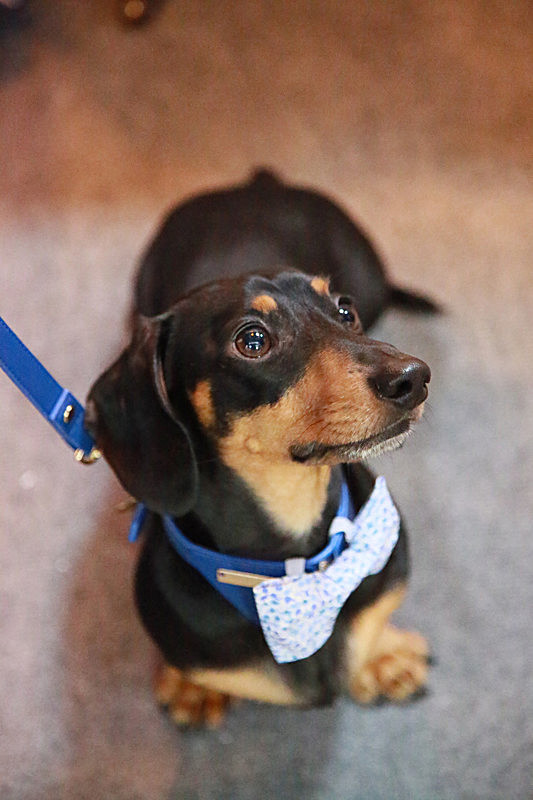 BV6R9143 - TEDDY MAXIMUS at Crufts March 2016. https://teddymaximus.com/