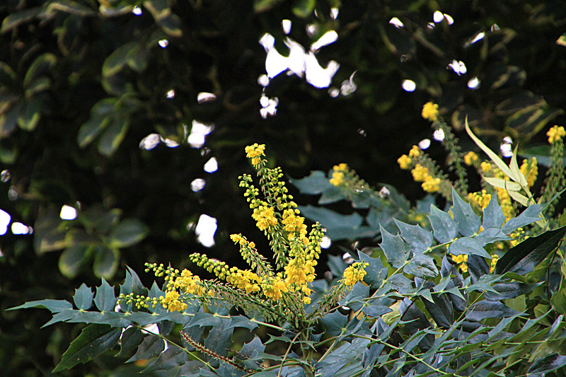JANUARY  2015   - FOUR SEASONS MUSEUM GARDENS