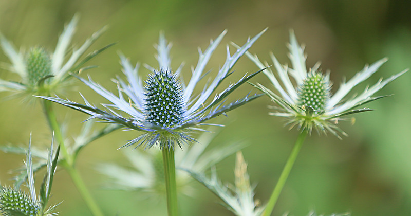 JUNE 2014  - FOUR SEASONS MUSEUM GARDENS