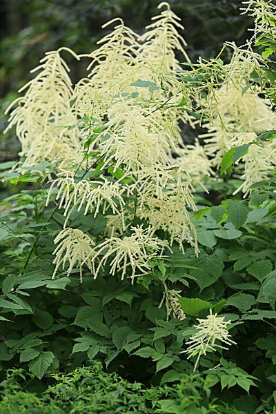 IMGL5499_2 - MUSEUM GARDENS