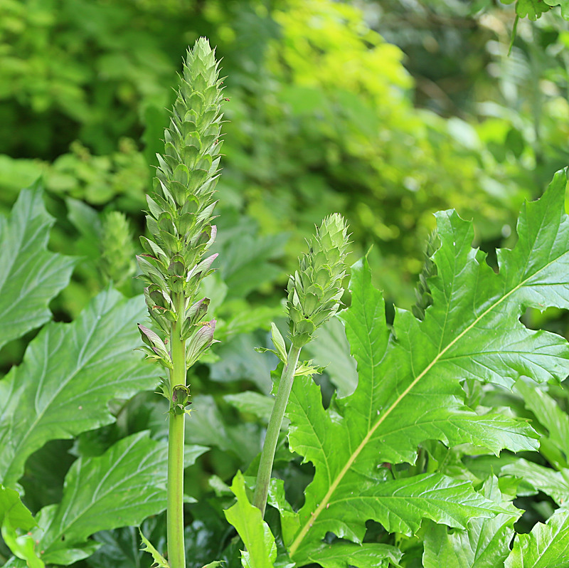 JUNE 2014-11 - FOUR SEASONS MUSEUM GARDENS