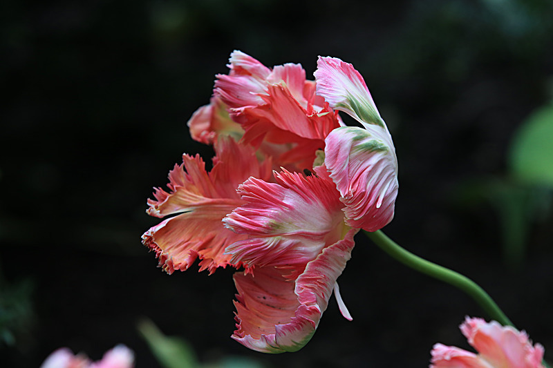 MAY 2015-17 - FOUR SEASONS MUSEUM GARDENS