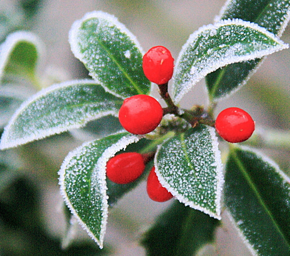 BERRIES in Tryptic - YORK AGAINST CANCER CHRISTMAS CARD CHOICE 2010