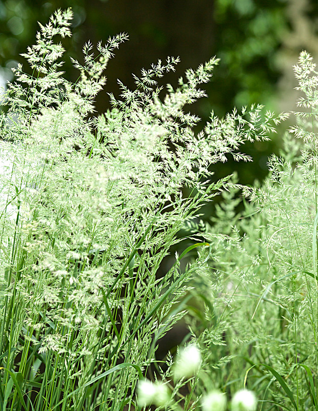 JUNE 2014-6 - FOUR SEASONS MUSEUM GARDENS