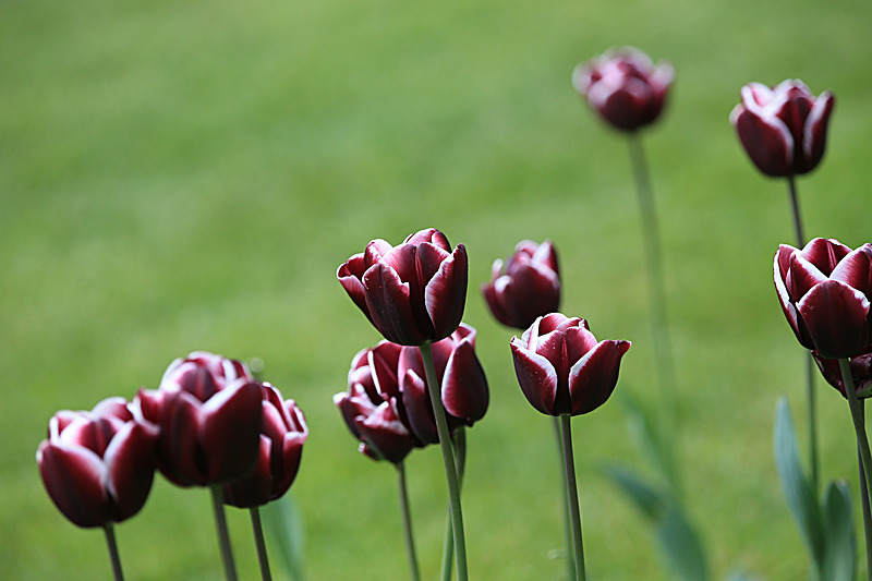 MAY 2015-18 - FOUR SEASONS MUSEUM GARDENS