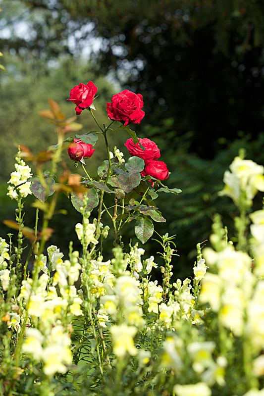 SEPTEMBER  2014   -25 - FOUR SEASONS MUSEUM GARDENS