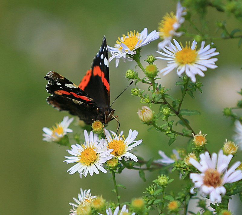 SEPTEMBER  2014      - FOUR SEASONS MUSEUM GARDENS