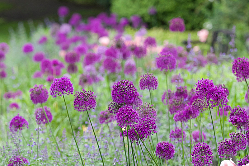 JUNE 2015-4 - FOUR SEASONS MUSEUM GARDENS