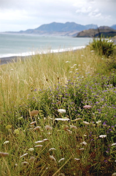 NEAR KAIKURA - NEW ZEALAND