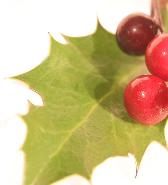 16 Holly - CHRISTMAS
