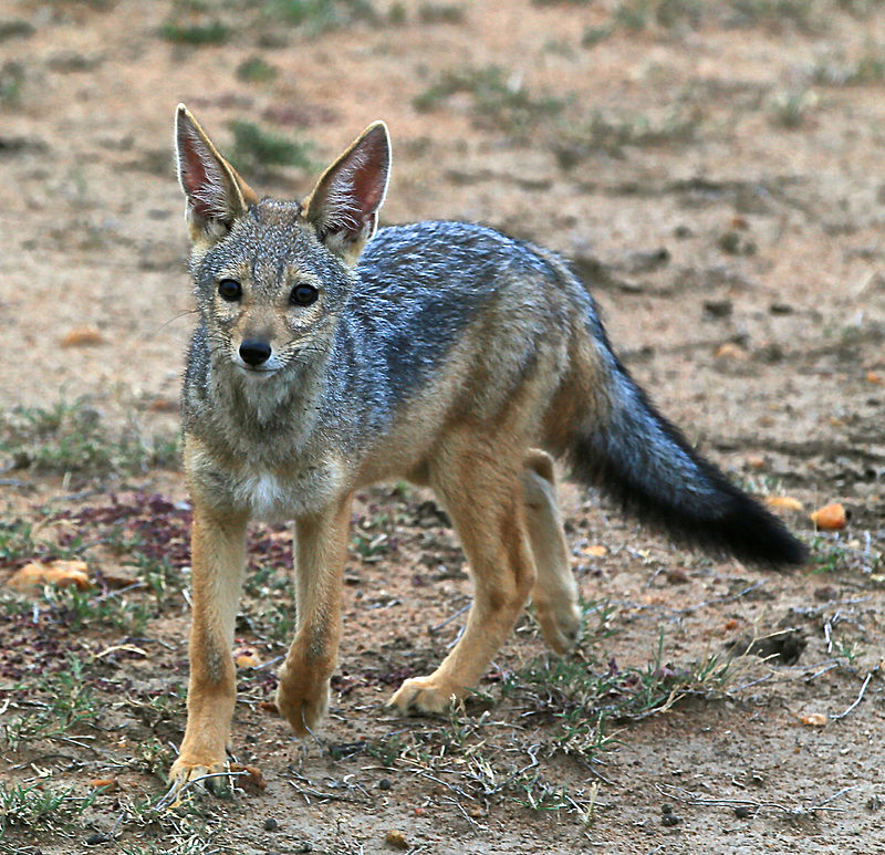  - MASAI MARA, KENYA  OCT 2014