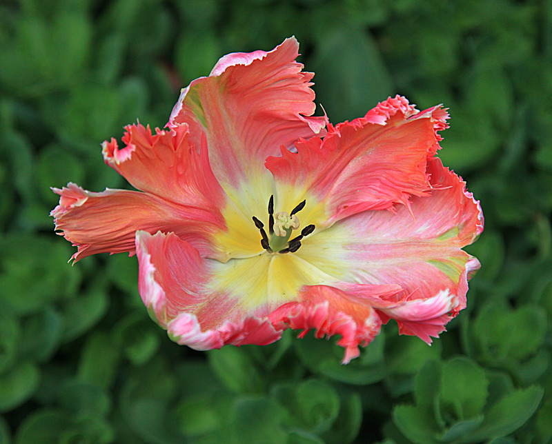 MAY 2015-6 - FOUR SEASONS MUSEUM GARDENS