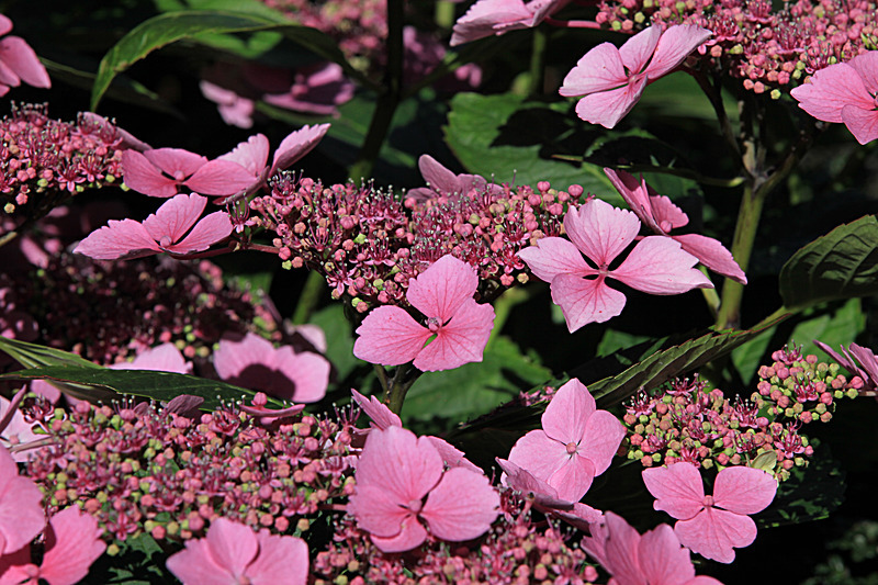 JULY 2014  -25 - FOUR SEASONS MUSEUM GARDENS