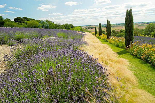 IMGL7949 - Version 3 - LAVENDER FARM  TERRINGTON  YORK