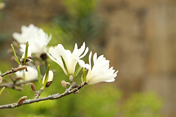 IMGL2093 2 - MUSEUM GARDENS