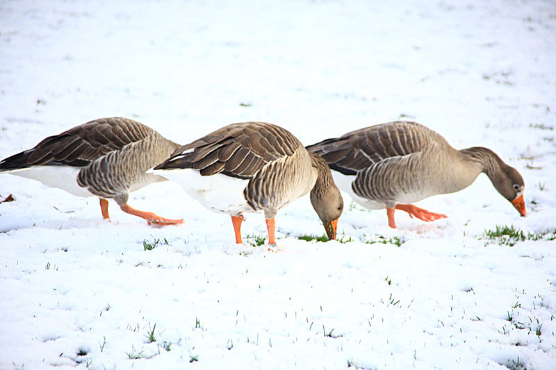 JANUARY 2013 - FOUR SEASONS MUSEUM GARDENS