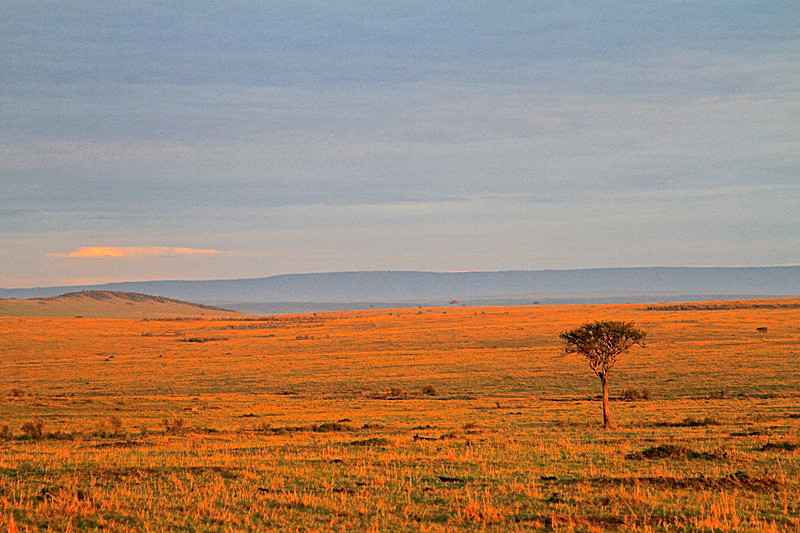  - MASAI MARA, KENYA  OCT 2014