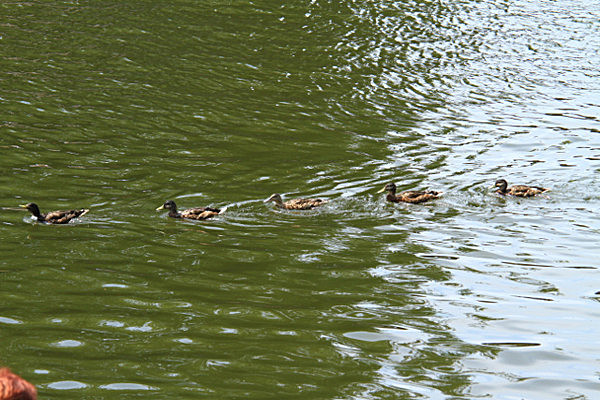 IMG_8989 - DRAGON BOAT RACE 2013 York Rotary Club
