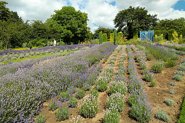 IMGL7942 - Version 2 - LAVENDER FARM  TERRINGTON  YORK