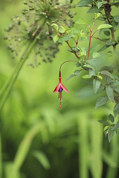 IMGL5715_2-2 - MUSEUM GARDENS