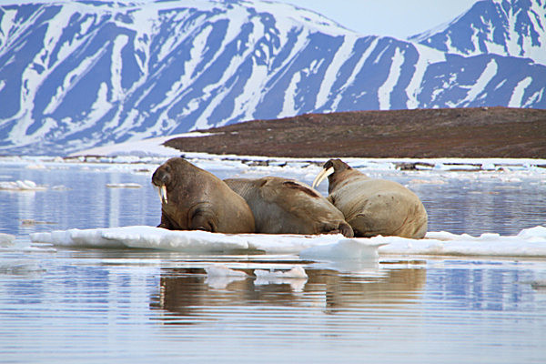 IMG_7303 - SVALBARD 2013