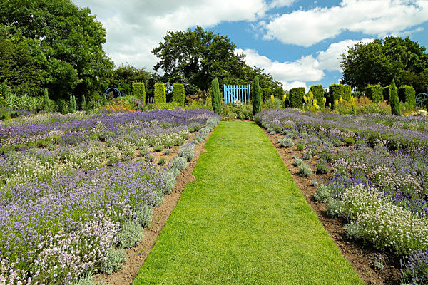 IMGL7940 - Version 2 - LAVENDER FARM  TERRINGTON  YORK