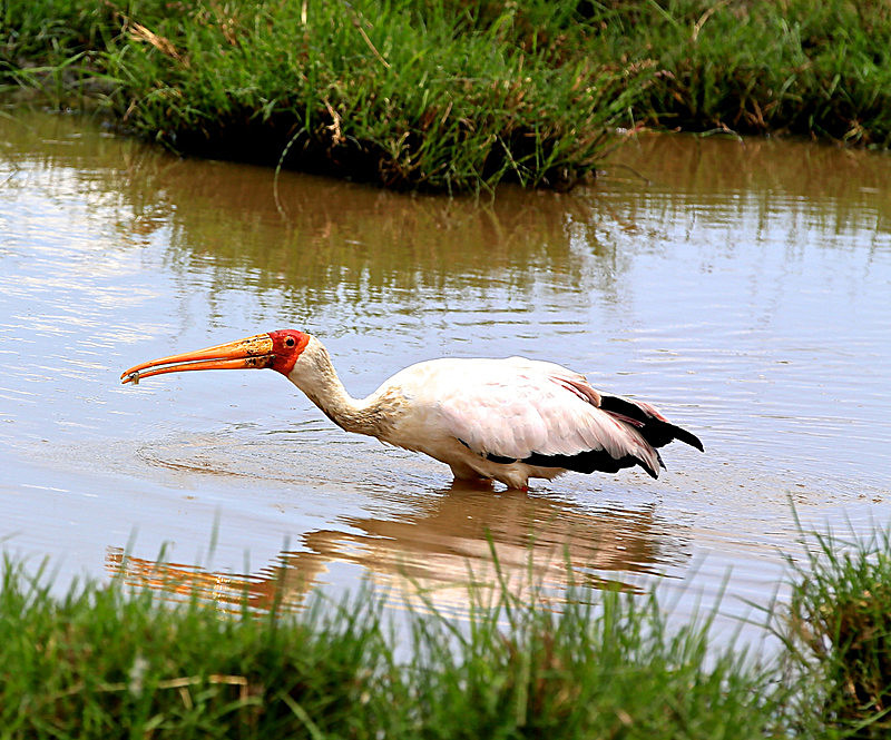  - MASAI MARA, KENYA  OCT 2014