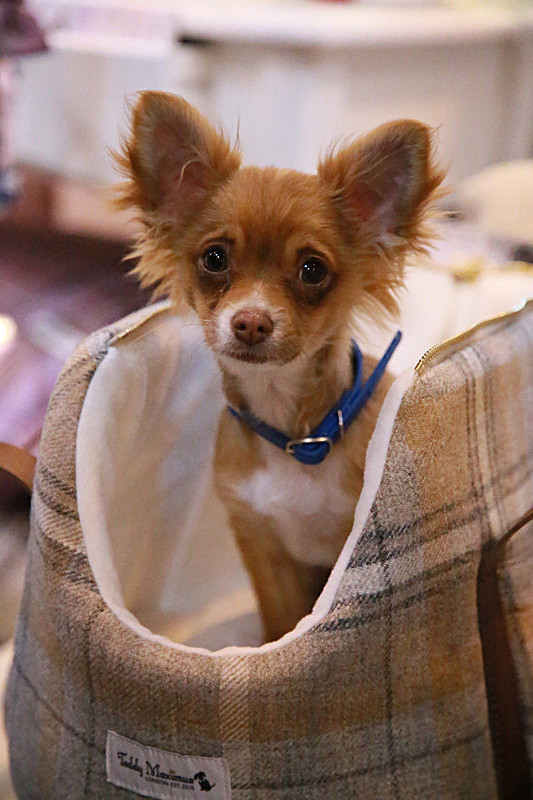 BV6R9440_2 - TEDDY MAXIMUS at Crufts March 2016. https://teddymaximus.com/