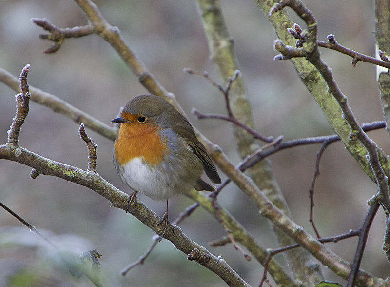 IMG_6765 - ROBIN IN THE FROST - PORTFOLIO 2015