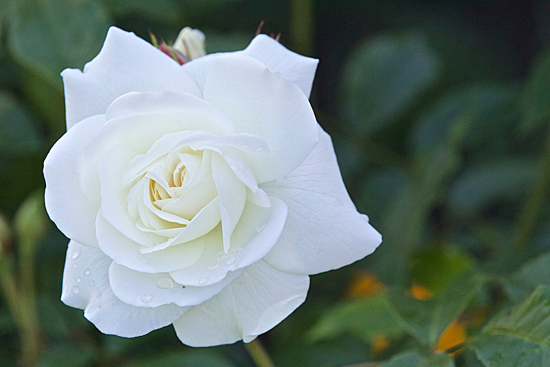 JUNE 2015-29 - FOUR SEASONS MUSEUM GARDENS