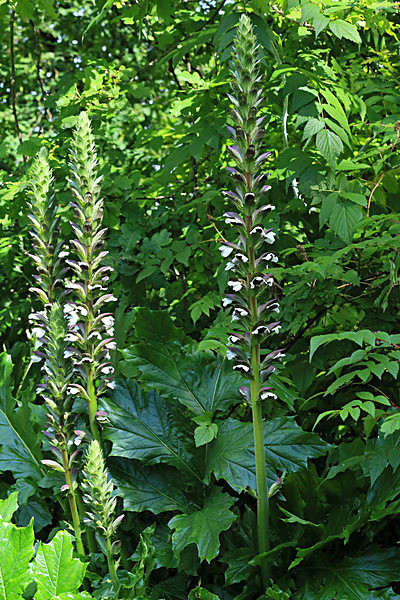 IMGL6016_2 - MUSEUM GARDENS