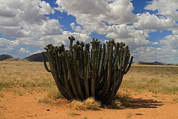 IMG_4922 - NAMIBIA 2012