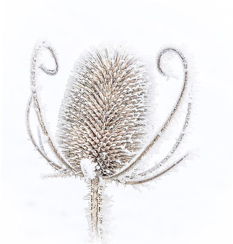 IMG_8118_2 FROSTED TEASLE -1-2 - PORTFOLIO 2015