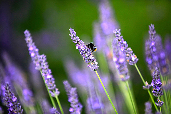 IMG_8741 - Version 2 - LAVENDER FARM  TERRINGTON  YORK