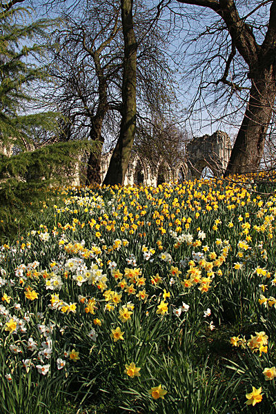 6277685 - MUSEUM GARDENS