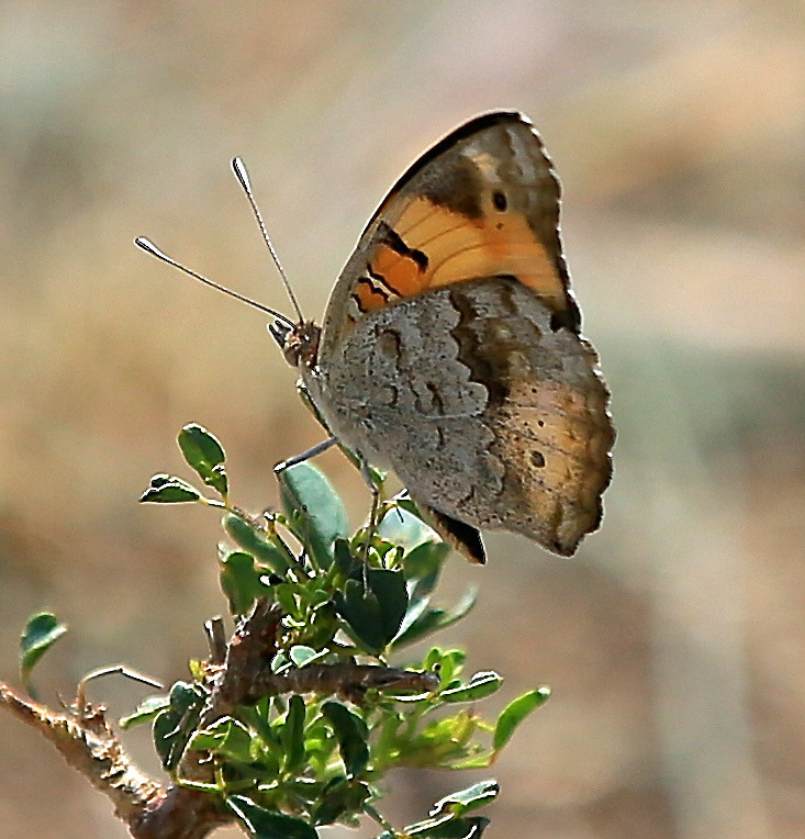  - MASAI MARA, KENYA  OCT 2014