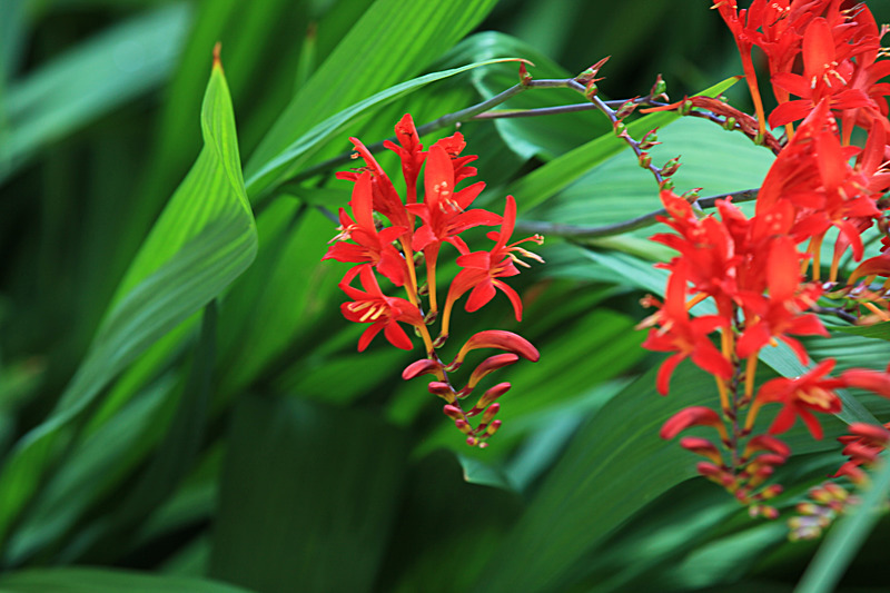 JULY 2014  -29 - FOUR SEASONS MUSEUM GARDENS