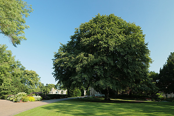 IMGL7666 - MUSEUM GARDENS