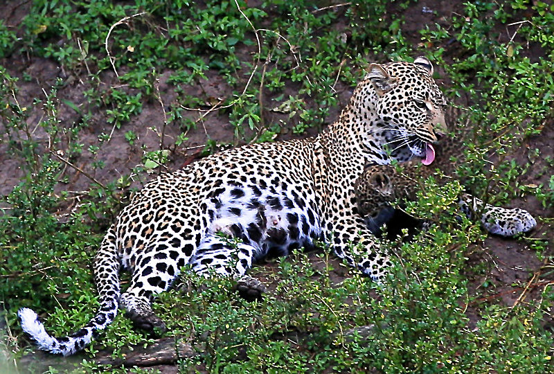  - MASAI MARA, KENYA  OCT 2014