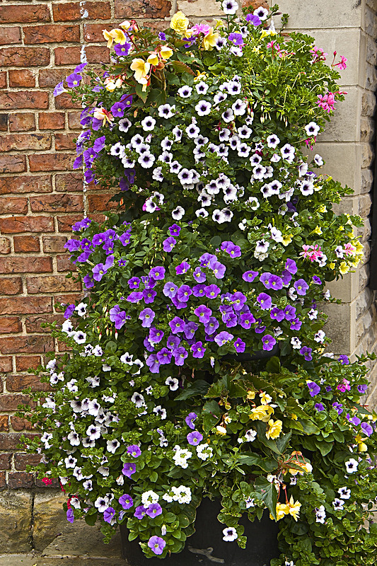 IMG_7468 - MALTON IN BLOOM 2017