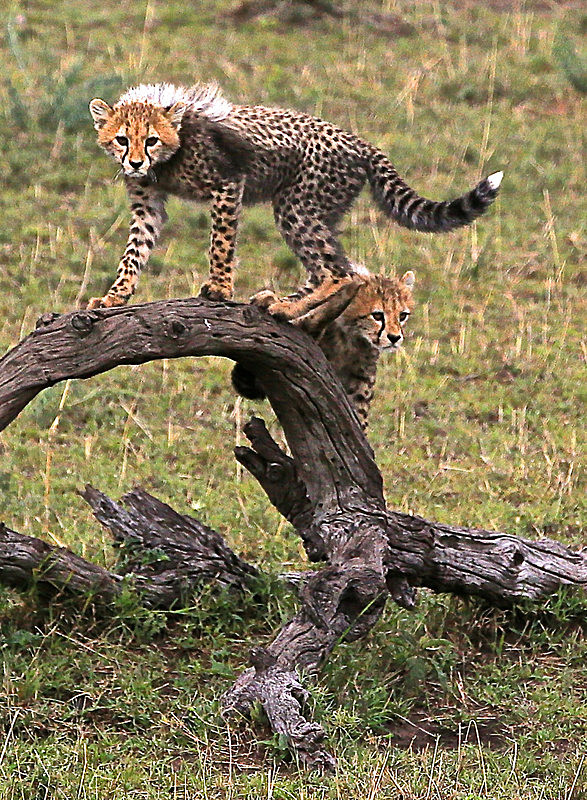  - MASAI MARA, KENYA  OCT 2014