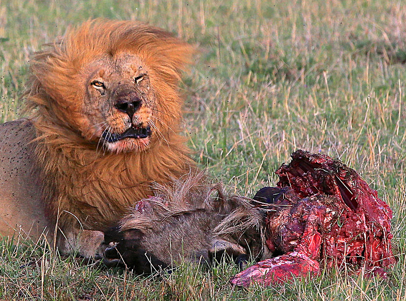  - MASAI MARA, KENYA  OCT 2014