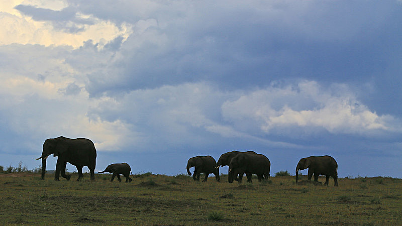  - MASAI MARA, KENYA  OCT 2014